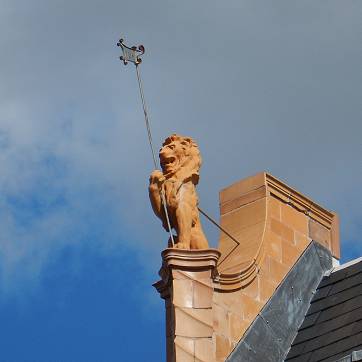 Lion 1